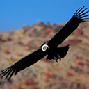 condor